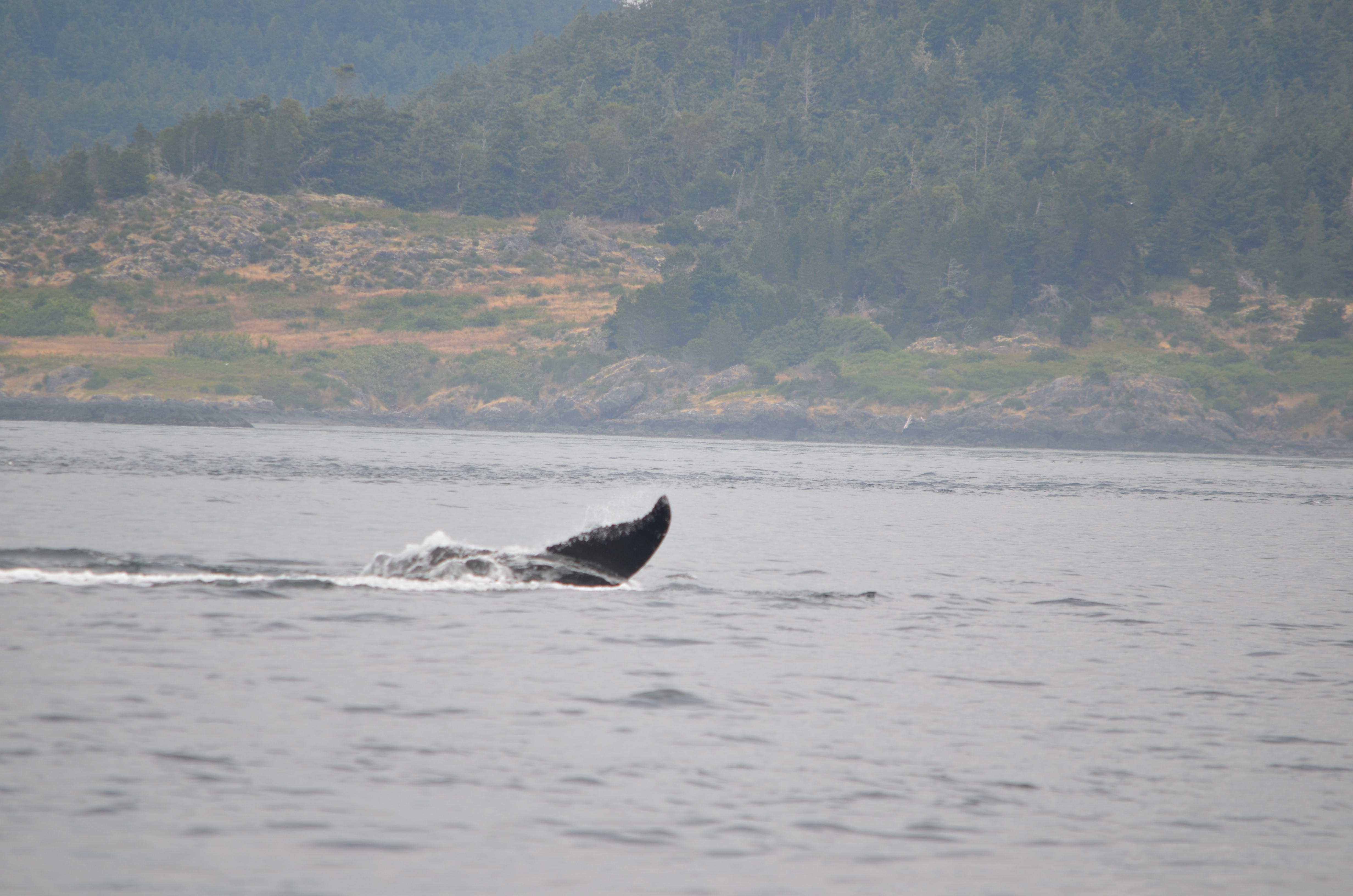 photos/wildlife/Mammal_Species/Humpback Whale/DSC_0202.JPG
